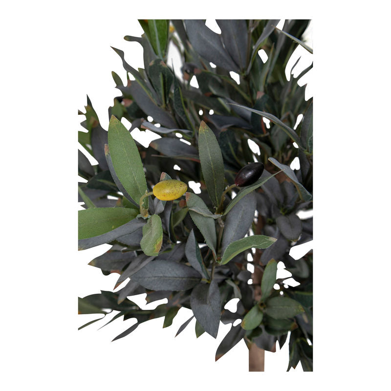 Plastväxt - Olivträd