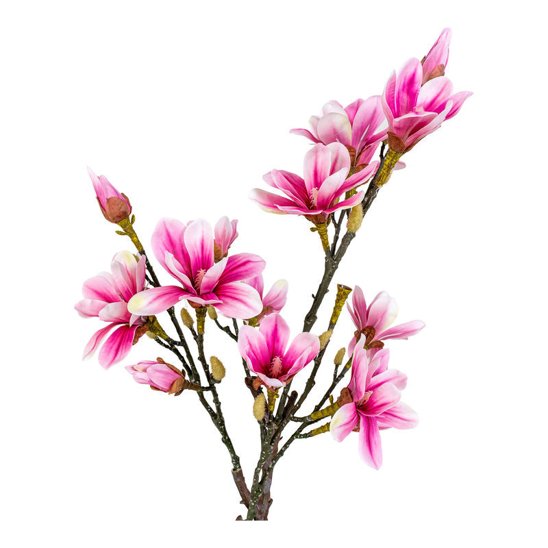 Konstväxt -  Magnoliaträd